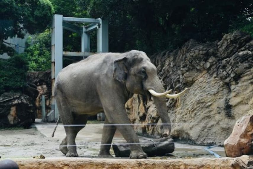 Ueno Zoo-3